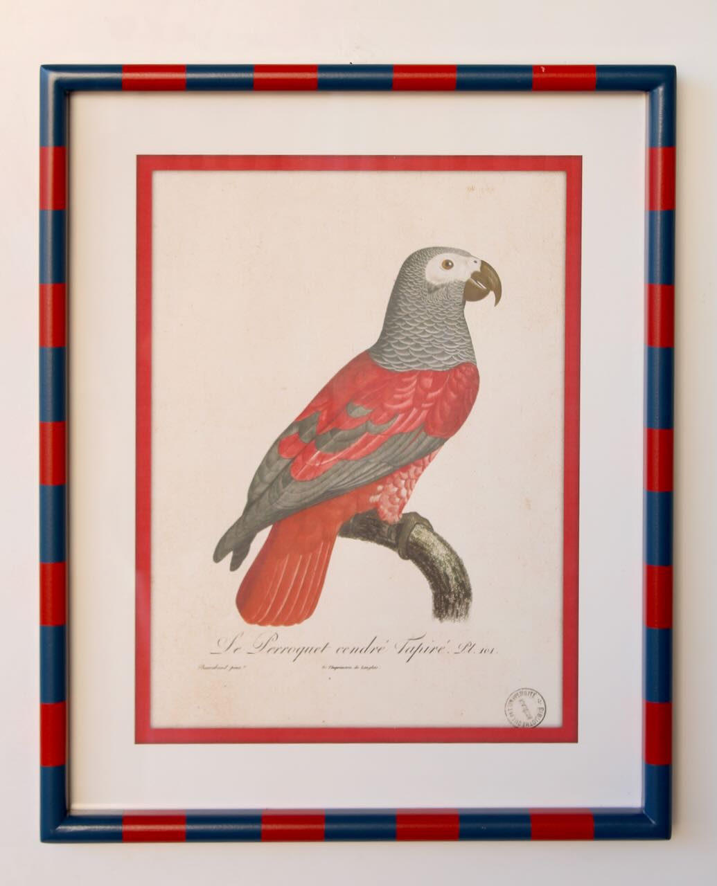 Red & Navy Stripe Frame Parrot Picture